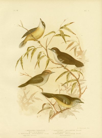 Scrubwren de frente blanca o Scrubwren de ceja blanca, 1891 de Gracius Broinowski